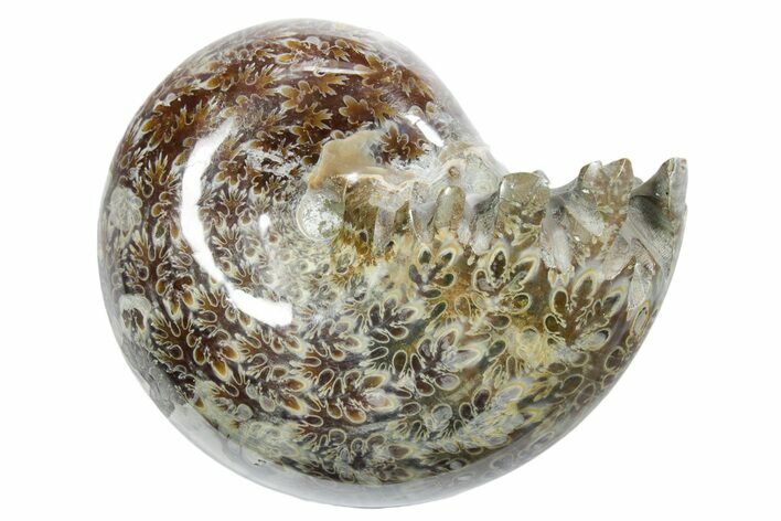 Polished Ammonite (Phylloceras) Fossil - Madagascar #349817